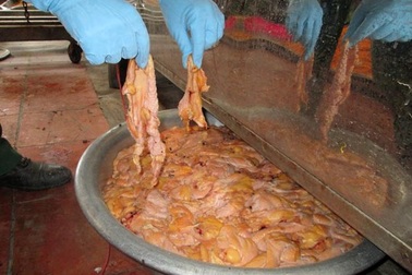 Kinh hoàng chà bông bẩn được sản xuất từ thịt gà thối