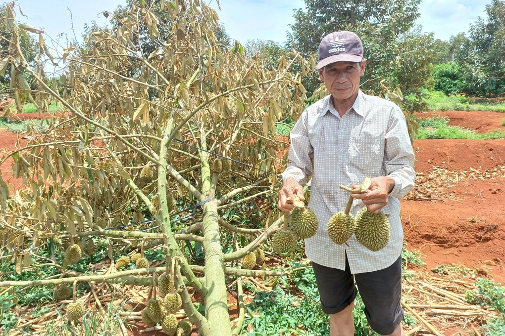 Sau một cơn mưa, nông dân trồng sầu riêng mất trắng 500 triệu đồng - 3