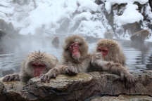 Khỉ tuyết cũng mê tắm suối nước nóng ở Nhật Bản