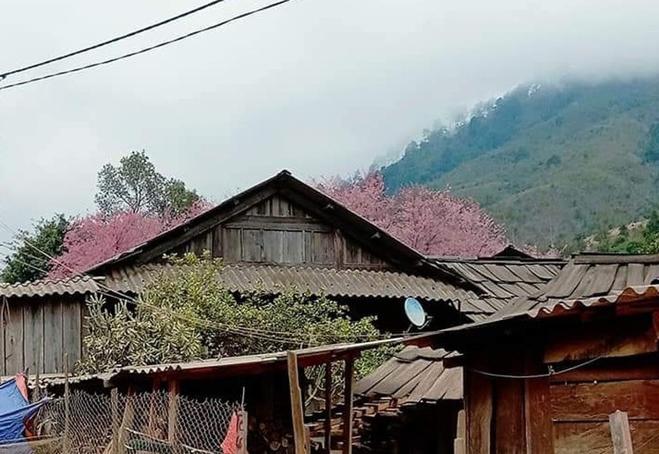Ngắm hoa anh đào bung nở làm say đắm lòng người nơi miền biên viễn - 9 Ngắm hoa anh đào bung nở làm say đắm lòng người nơi miền biên viễn - 9
