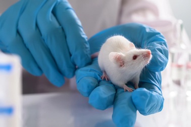 Nghiên cứu mở đường chữa khỏi bệnh Alzheimer