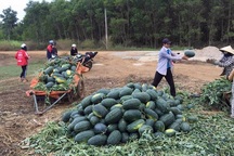 Người trồng dưa hấu đang quá phụ thuộc vào thị trường Trung Quốc