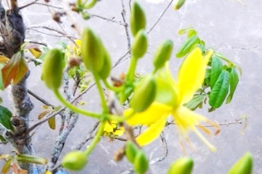 Hết Tết, mai vàng vẫn "ngậm" nụ xanh   