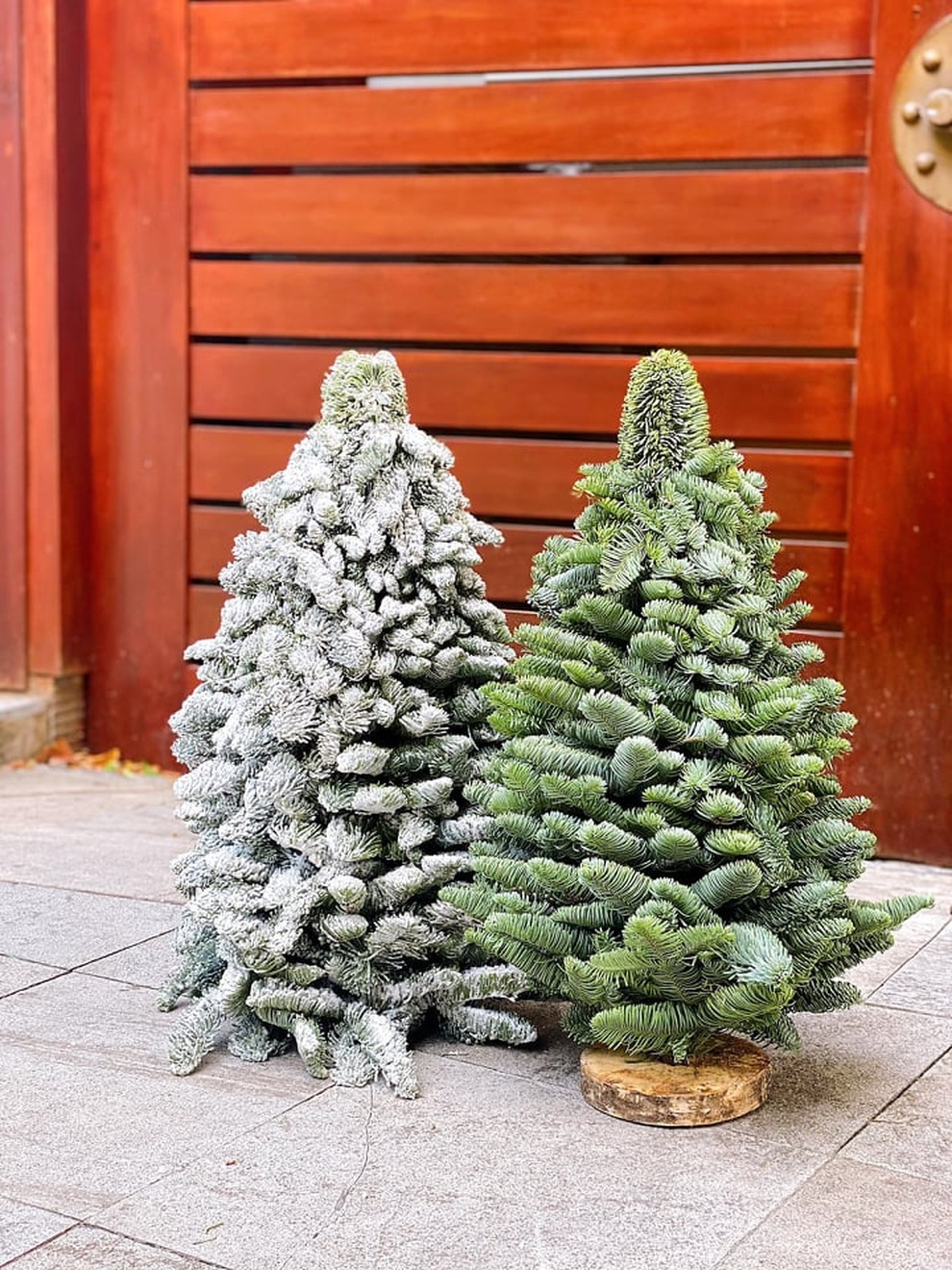 Thông Noel đi máy bay về Việt Nam giá chục triệu đồng/cây vẫn hút khách - 6 Thông Noel đi máy bay về Việt Nam giá chục triệu đồng/cây vẫn hút khách - 6