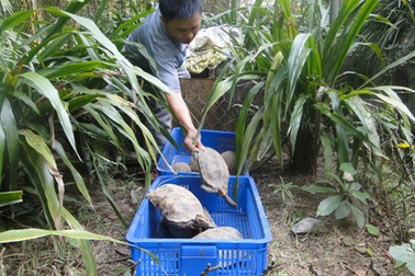 Thả khỉ mặt đỏ quý hiếm về rừng