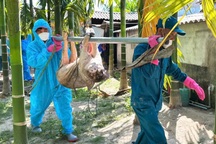 Lợn chết vì dịch, người dân còn phải nộp 600.000 đồng mới được tiêu hủy