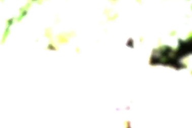 Bẫy chuột khổng lồ có thể nghiền nát sọ dừa