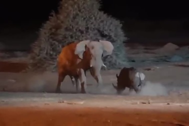 Thách thức voi dữ, tê giác nhanh chóng nhận bài học đắt giá