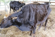 Khẩn trương giải cứu đàn bò tót đang có nguy cơ chết đói