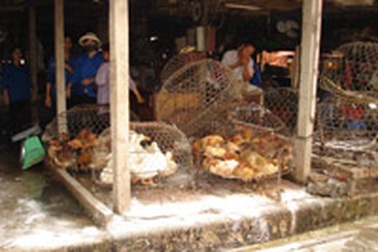 Cúm gia cầm tái phát ở Hải Phòng, Quảng Ninh