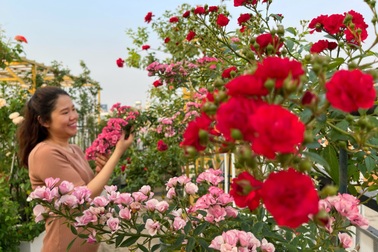 Choáng ngợp "khu vườn trên mây" với gần 100 giống hồng của mẹ đảm Sài Gòn