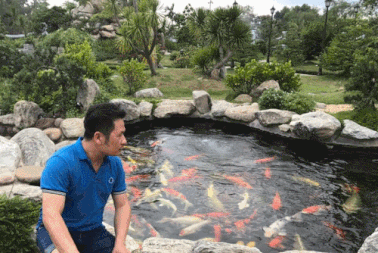 Chiêm ngưỡng hồ cá Koi của Bằng Kiều trên đất Mỹ