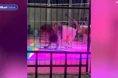 Đang biểu diễn, nghệ sĩ xiếc bị sư tử tấn công