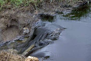 Doanh nghiệp xả trực tiếp nước thải đen ngòm, hôi thối ra môi trường