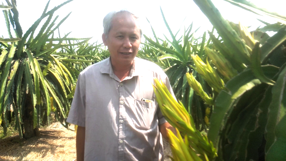 Chuyện lạ: Nông dân trồng thanh long ném tiền cho... thương lái? - 1 Chuyện lạ: Nông dân trồng thanh long ném tiền cho... thương lái? - 1