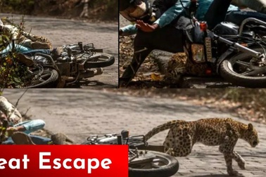 Người đàn ông đi xe máy ném bánh gato vào mặt con báo để thoát thân