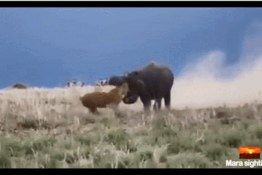 Sư tử bị trả giá đắt khi có ý định “xơi tái” hà mã