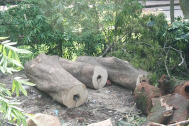 Tự ý chặt hạ hàng chục cây xanh tại đền Voi Phục