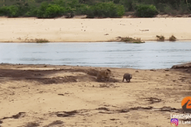 Hà mã con lấy thân mình làm mồi nhử, bảo vệ mẹ khỏi sư tử háu đói