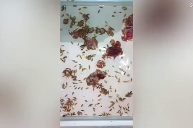 Loài sinh vật bí ẩn cắn người khiến máu chảy dữ dội không ngừng