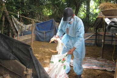 Tây Ninh: Cúm gia cầm diễn biến phức tạp