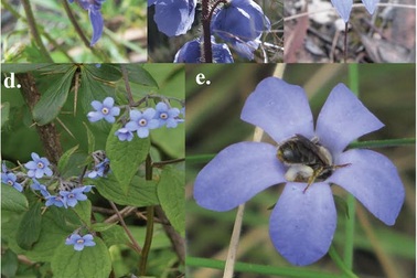 Tại sao có rất ít hoa màu xanh và vì sao chúng lại quan trọng?