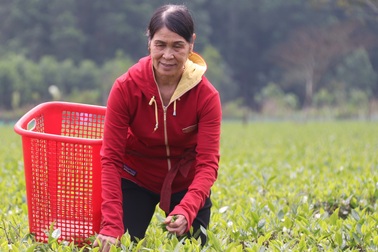 Trồng cây hiệu quả gấp 5 lần lúa, lạc… giúp người dân miền núi thoát nghèo