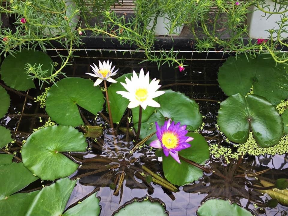 Người đàn ông Hà Nội phủ xanh sân thượng với khu vườn rau, trái sai trĩu - 3