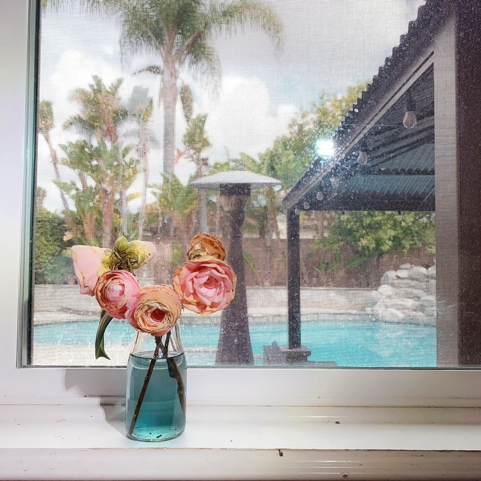 Minh Tuyết trồng rau ở biệt thự, phản ứng bình luận “khoe giàu sang” tại Mỹ - 11 Minh Tuyết trồng rau ở biệt thự, phản ứng bình luận “khoe giàu sang” tại Mỹ - 11