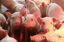 Giá lợn hơi tăng mạnh, bầu Đức và "ông trùm" Bắc Ninh đứng ngồi không yên