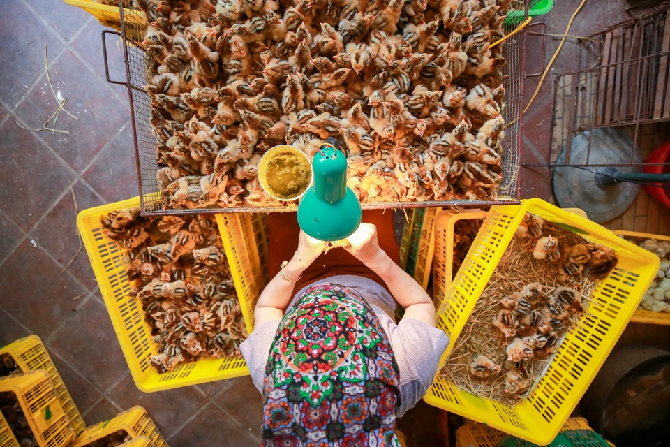 Nghề độc, lạ soi giới tính gà kiếm tiền triệu mỗi ngày - 13 Nghề độc, lạ soi giới tính gà kiếm tiền triệu mỗi ngày - 13