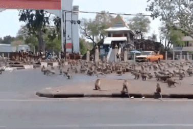 Hàng trăm con khỉ đói tràn ra đường vì thiếu ăn