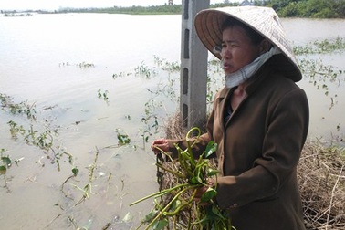 Nhiều địa phương mong lũ "tới tầm" để... diệt chuột 