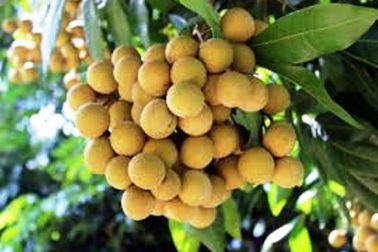 Bé trai 2 tuổi tử vong thương tâm do hóc hạt nhãn