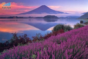 Ngắm hoa oải hương ngút ngàn dưới chân núi Phú Sĩ