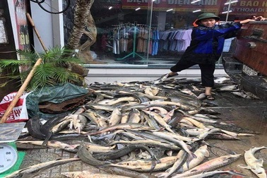 Xót lòng đặc sản cá tầm “bán rẻ như cho” trên vỉa hè ở Lai Châu sau lũ