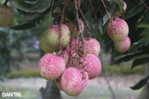 Mỗi ngày, bạn nên ăn mấy quả vải?