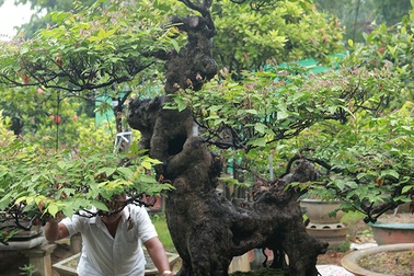 Cây khế bỗng có giá lên đến 10 cây vàng nhờ hình dáng giống con nghê