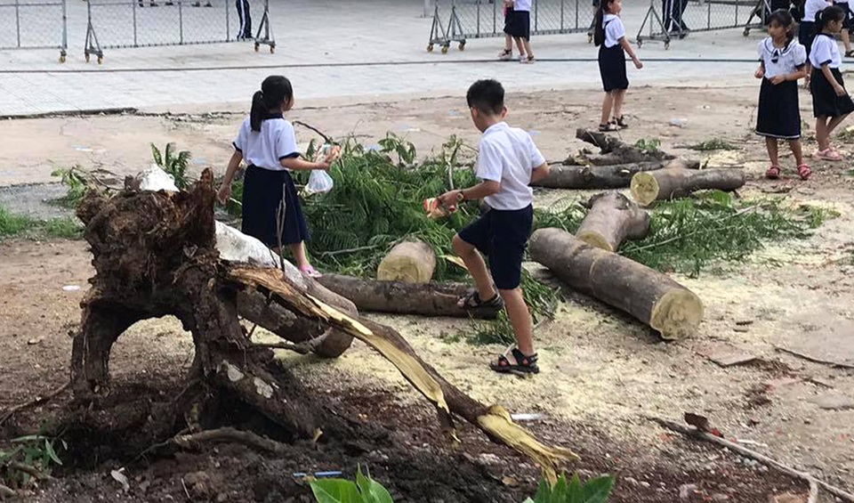 Lại một cây phượng cao hơn chục mét bật gốc trong trường tiểu học - 2 Lại một cây phượng cao hơn chục mét bật gốc trong trường tiểu học - 2