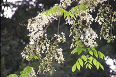 Nghiêm cấm khai thác gỗ sưa dưới mọi hình thức