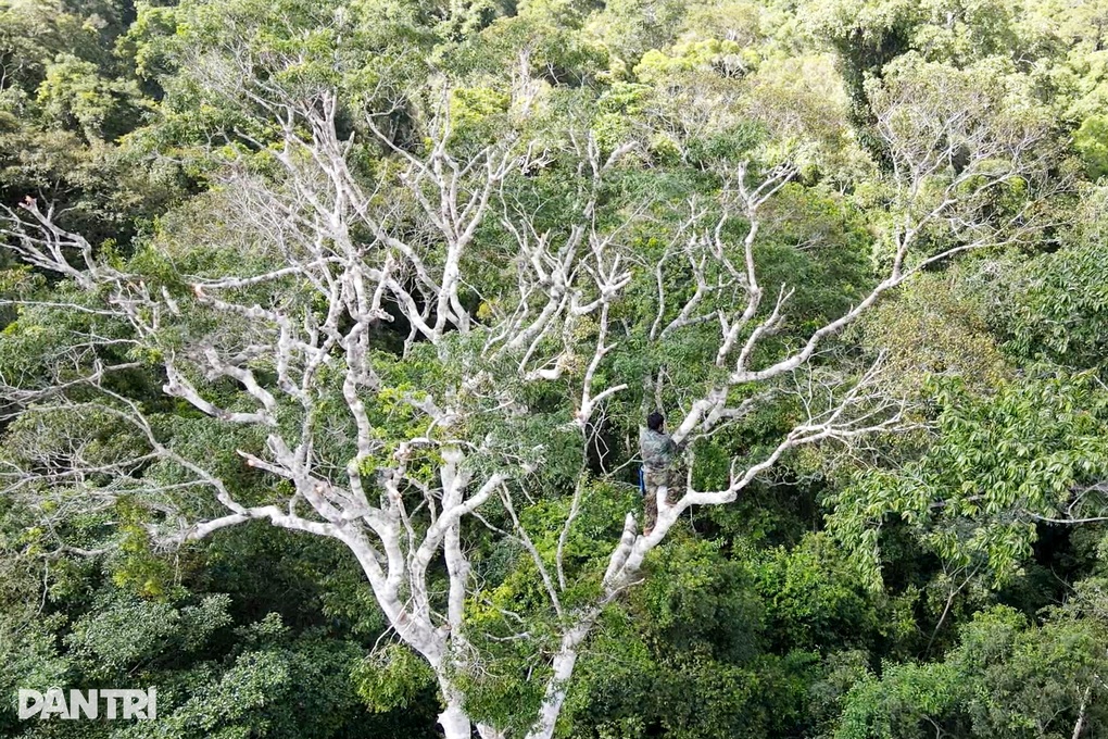 Người dân ồ ạt vào rừng hái “lộc trời”, kiếm gần nửa triệu đồng mỗi ngày - 2 Người dân ồ ạt vào rừng hái “lộc trời”, kiếm gần nửa triệu đồng mỗi ngày - 2