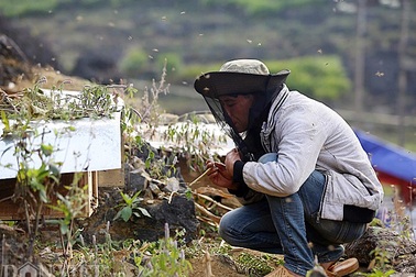 Nghề lạ ở Hà Giang: Nuôi ong trên đá