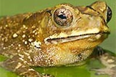 Thịt cóc lợi một hại mười