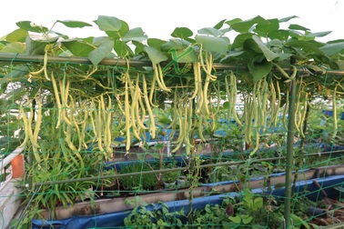 Mê trồng trọt, người phụ nữ ở TPHCM "nghỉ hưu" ở tuổi 33 làm nông dân