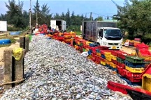 Trúng mùa cá cuối năm, ngư dân chia nhau tiền triệu mỗi ngày