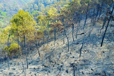 Điều tra nguyên nhân vụ cháy rừng lớn chưa từng có ở Hà Nội