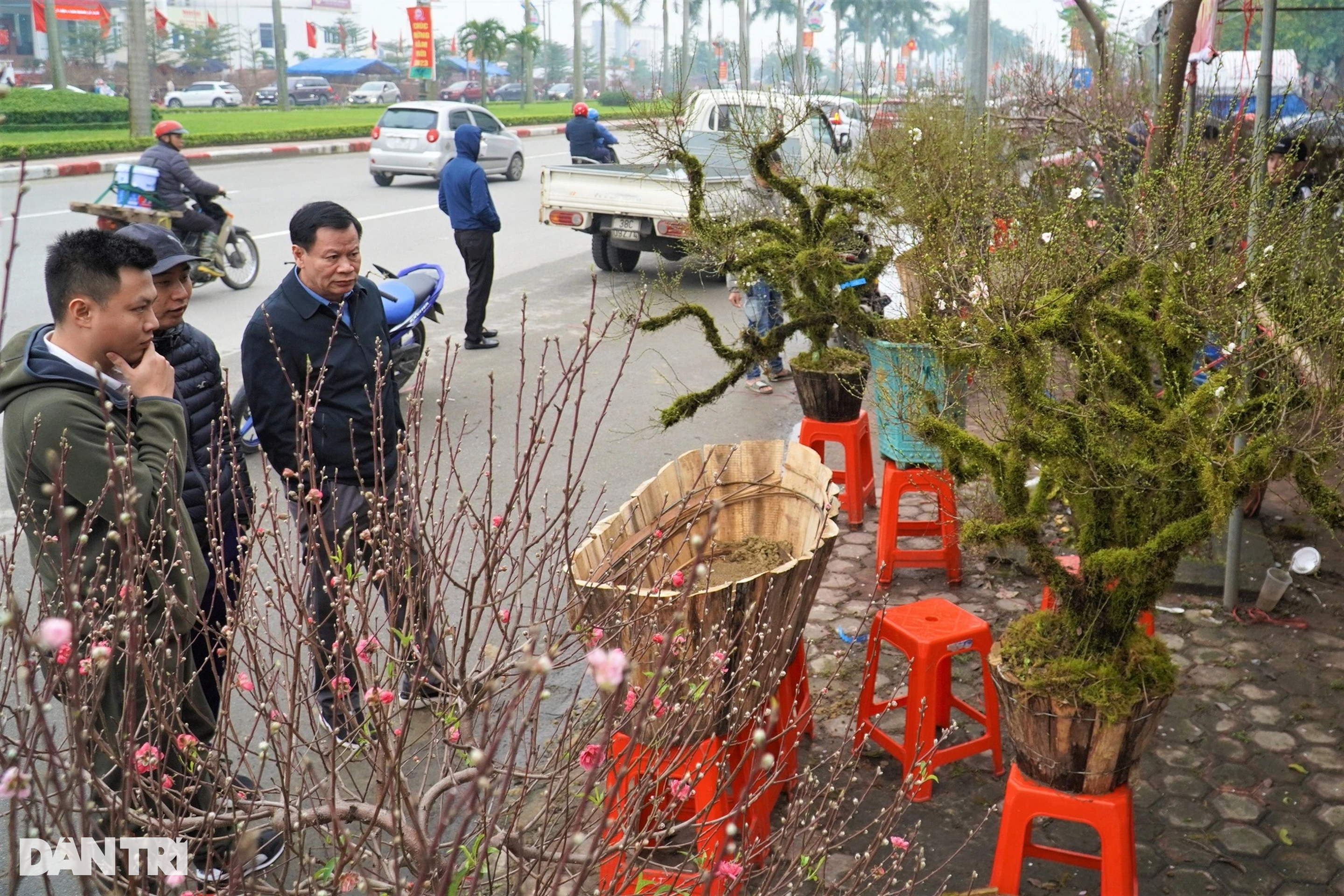 Loài hoa phủ rêu cổ kính trong thập đại danh hoa, giá cả chục triệu đồng - 1 Loài hoa phủ rêu cổ kính trong thập đại danh hoa, giá cả chục triệu đồng - 1
