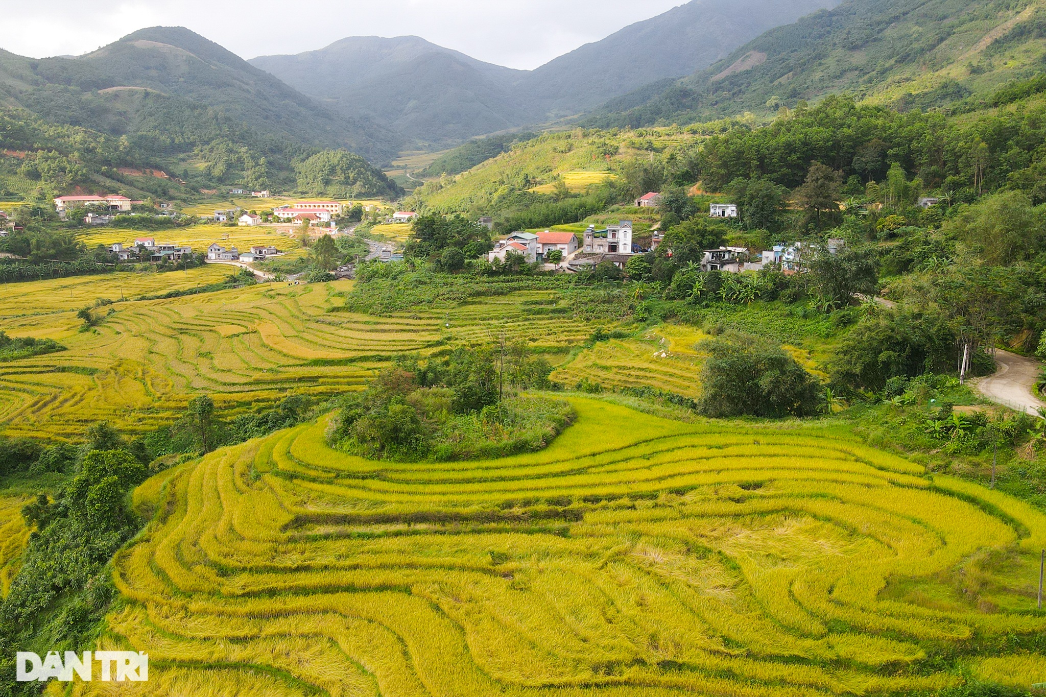 Ngắm mùa vàng rực rỡ ở Tiên Yên - 2 Ngắm mùa vàng rực rỡ ở Tiên Yên - 2
