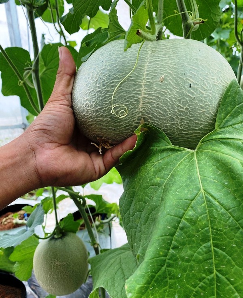 Bỏ việc về quê làm nông dân, chàng trai lãi ròng 500 triệu đồng/năm - 5 Bỏ việc về quê làm nông dân, chàng trai lãi ròng 500 triệu đồng/năm - 5