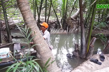 Người đàn ông ở Bến Tre bị cụt 2 chân vẫn đào đất, trèo dừa thoăn thoắt